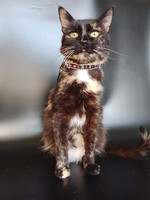 Собаки и кошки в добрые руки