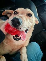 Собаки и кошки в добрые руки