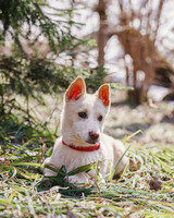 Собаки и кошки в добрые руки