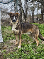 Собаки и кошки в добрые руки