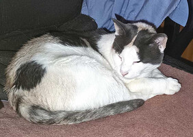 Собаки и кошки в добрые руки