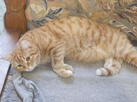 Собаки и кошки в добрые руки