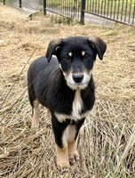 Собаки и кошки в добрые руки