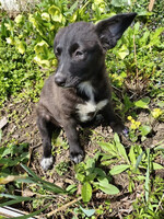 Собаки и кошки в добрые руки