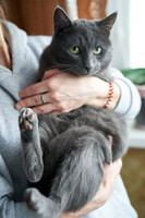 Собаки и кошки в добрые руки