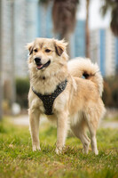 Собаки и кошки в добрые руки