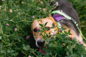 Собаки и кошки в добрые руки