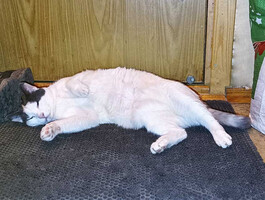 Собаки и кошки в добрые руки