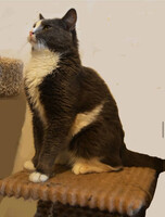 Собаки и кошки в добрые руки