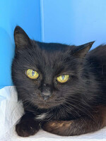 Собаки и кошки в добрые руки