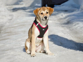 Собаки и кошки в добрые руки