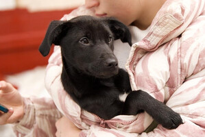 Собаки и кошки в добрые руки