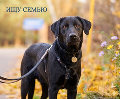 Собаки и кошки в добрые руки