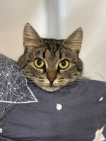 Собаки и кошки в добрые руки