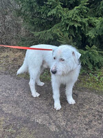 Собаки и кошки в добрые руки