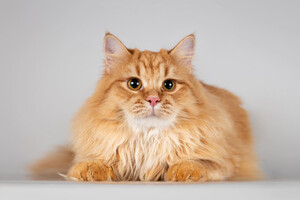 Собаки и кошки в добрые руки