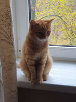 Собаки и кошки в добрые руки