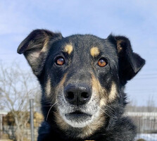 Собаки и кошки в добрые руки