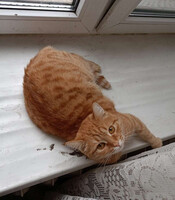 Собаки и кошки в добрые руки