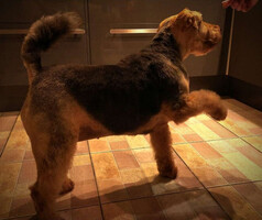 Собаки и кошки в добрые руки