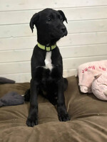 Собаки и кошки в добрые руки