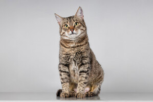 Собаки и кошки в добрые руки