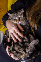 Собаки и кошки в добрые руки