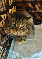 Собаки и кошки в добрые руки