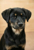 Собаки и кошки в добрые руки