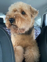 Собаки и кошки в добрые руки