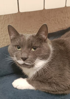 Собаки и кошки в добрые руки