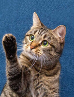 Собаки и кошки в добрые руки