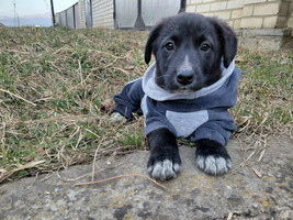 Собаки и кошки в добрые руки
