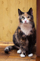 Собаки и кошки в добрые руки