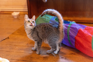 Собаки и кошки в добрые руки