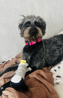 Собаки и кошки в добрые руки