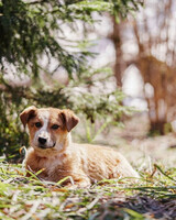 Собаки и кошки в добрые руки