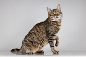 Собаки и кошки в добрые руки