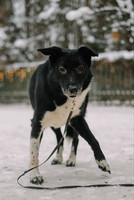 Собаки и кошки в добрые руки