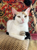 Собаки и кошки в добрые руки