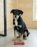 Собаки и кошки в добрые руки