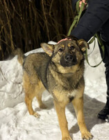 Собаки и кошки в добрые руки