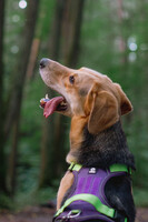 Собаки и кошки в добрые руки