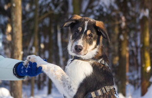 Собаки и кошки в добрые руки