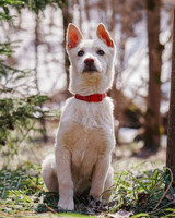 Собаки и кошки в добрые руки