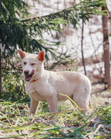 Собаки и кошки в добрые руки