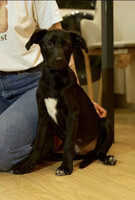 Собаки и кошки в добрые руки