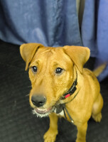 Собаки и кошки в добрые руки