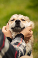 Собаки и кошки в добрые руки