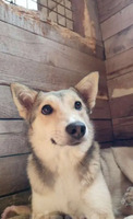 Собаки и кошки в добрые руки